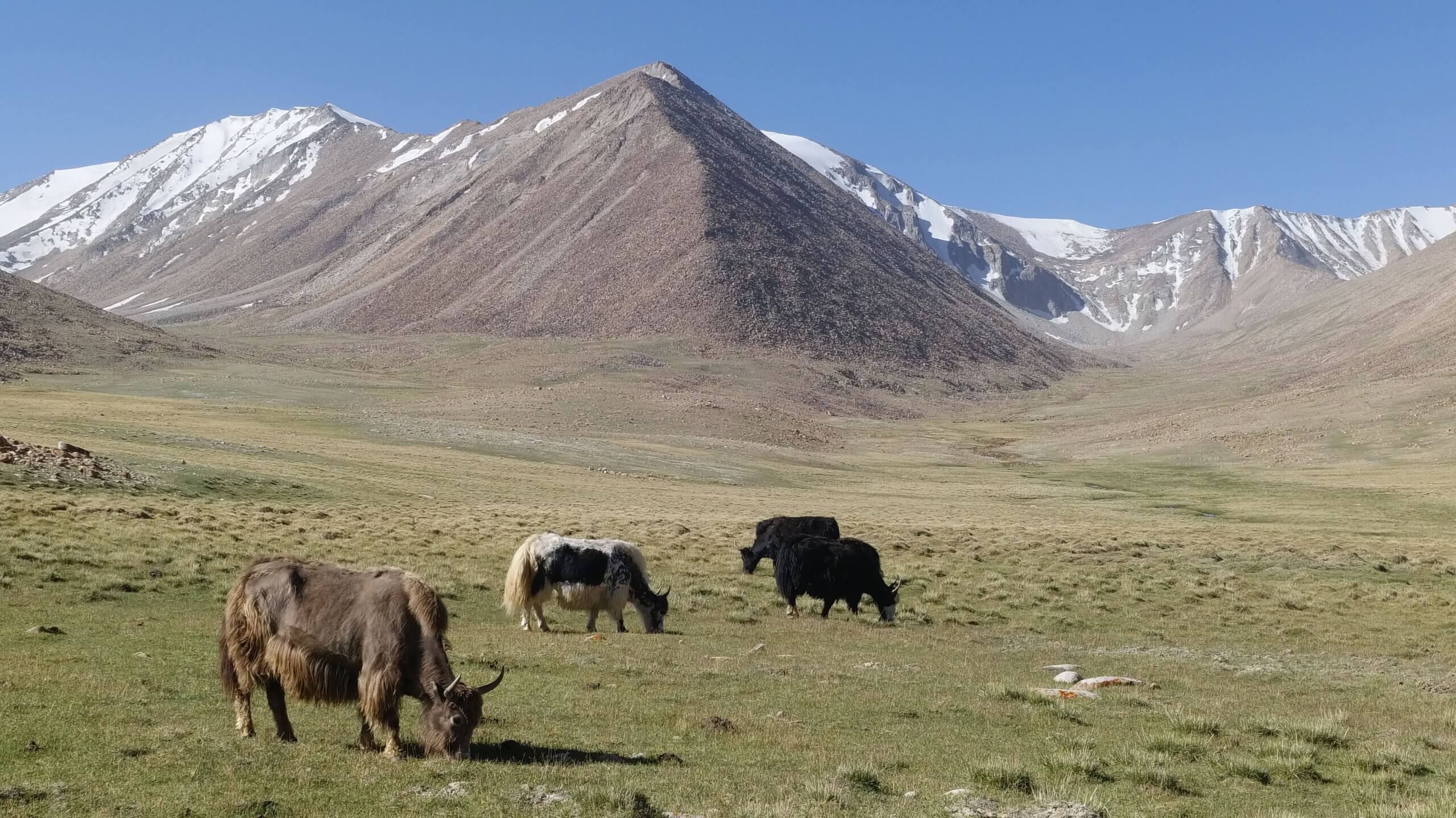 Yaks dans le Pamir