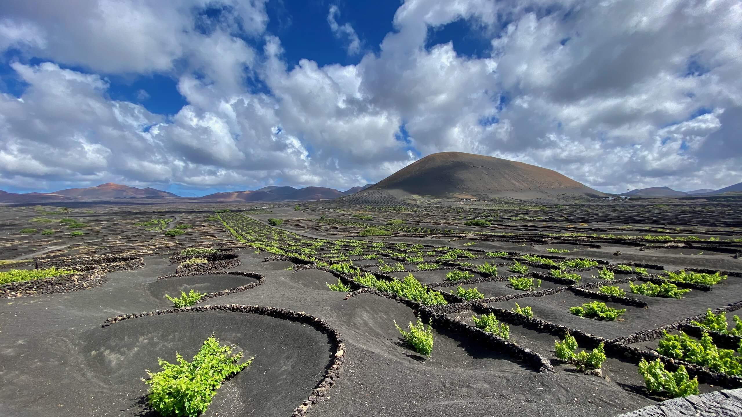 Vignes à Lanzarote
