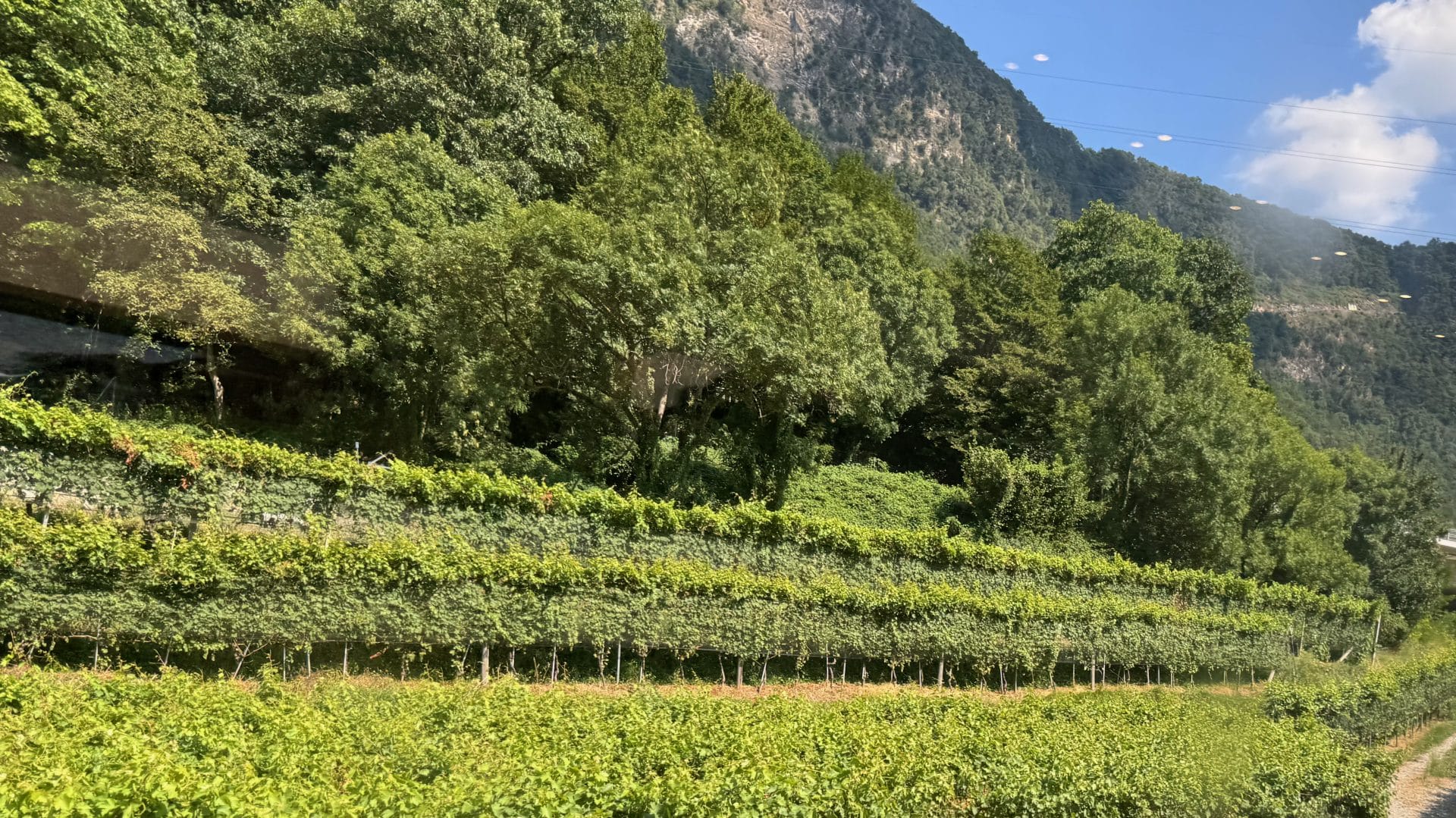 Vignoble Tessin