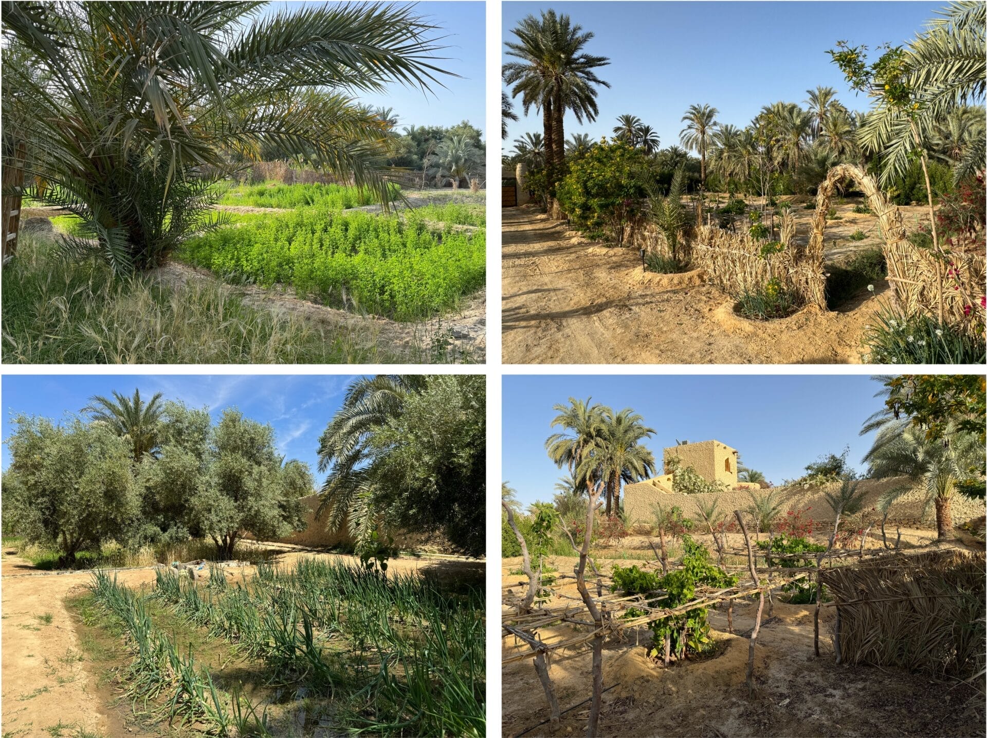 Siwa crops