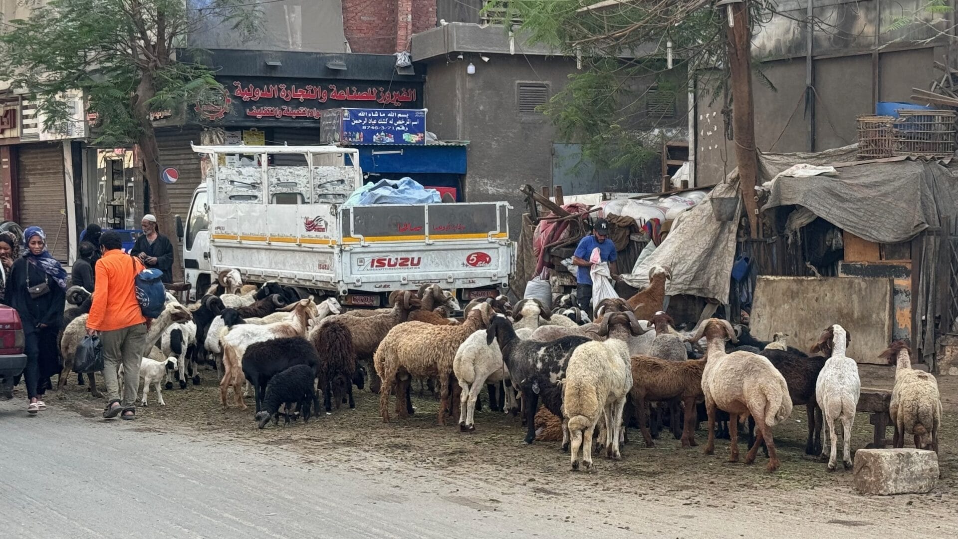 Moutons en plein Caire